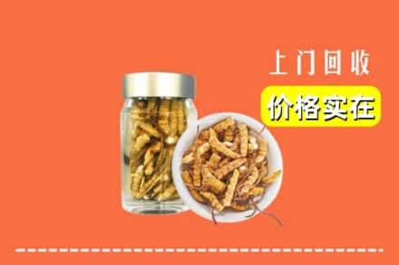 诚信求购:桓仁县高价回收散虫草