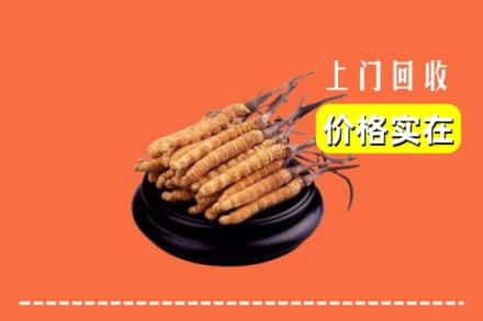 诚信求购:桓仁县高价回收冬虫夏草